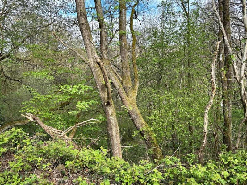 Schleiden Tolles Grundstück in ruhiger Lage am Rande des Nationalparks Eifel Grundstück kaufen