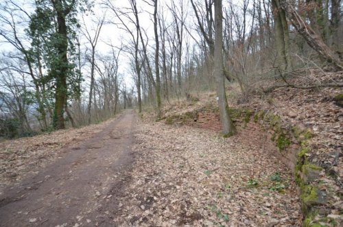 Klingenberg am Main Grundstück DIETZ: Waldgrundstück auf alter Weinbergsbrache zu verkaufen! Grundstück kaufen