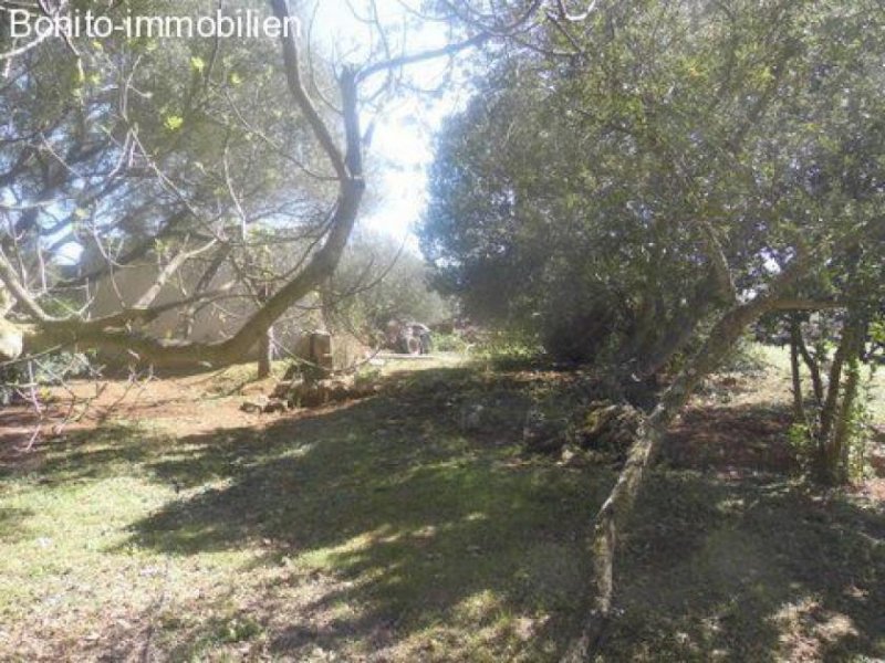 Maria de la Salut Langzeitvermietung Wundershoene Finca Langzeitmiete Pferdehaltung geeignet Haus 