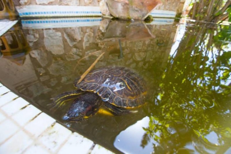 Campos idyllische Finca mit Ferienlizens zu vermieten Haus