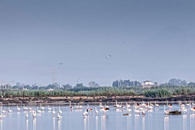 El Pinet Neubau-Chalet unweit vom Strand, noch 2 Häuser verfügbar Haus kaufen