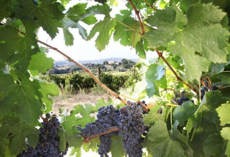 Perugia Castello e Azienda agricola Gewerbe kaufen