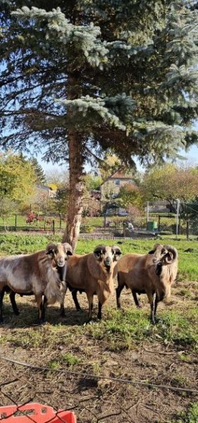 Aken (Elbe) Attraktives Baugrundstück in Aken (Elbe) Grundstück kaufen