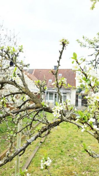 Dessau-Roßlau sanierungsbedürftige Doppelhaushälfte in begehrter Lage in Roßlau Haus kaufen