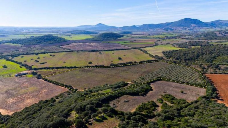 Sassari 90000 m² Weinberge, Olivenhain und Bauland! Grundstück kaufen