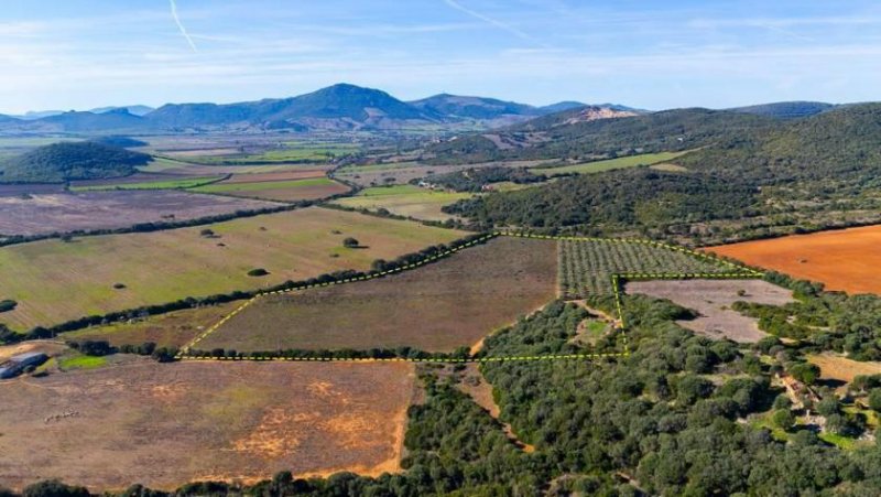 Sassari 90000 m² Weinberge, Olivenhain und Bauland! Grundstück kaufen