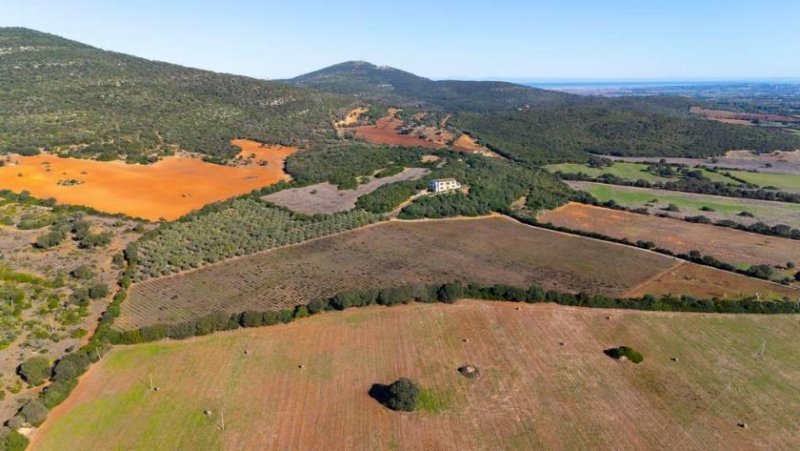 Sassari 90000 m² Weinberge, Olivenhain und Bauland! Grundstück kaufen