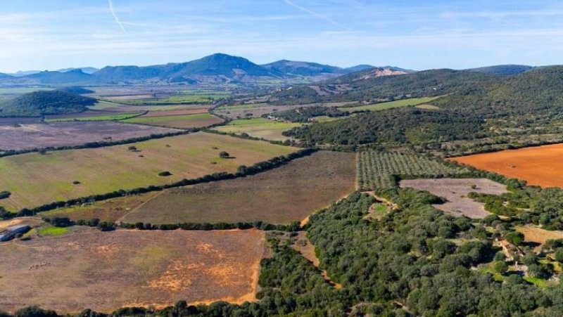 Sassari 90000 m² Weinberge, Olivenhain und Bauland! Grundstück kaufen