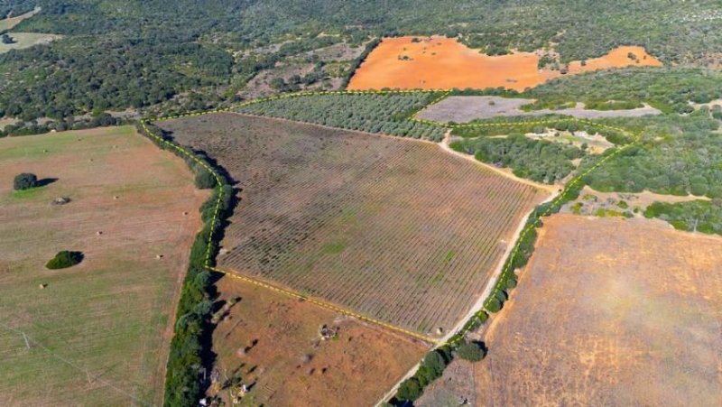 Sassari 90000 m² Weinberge, Olivenhain und Bauland! Grundstück kaufen