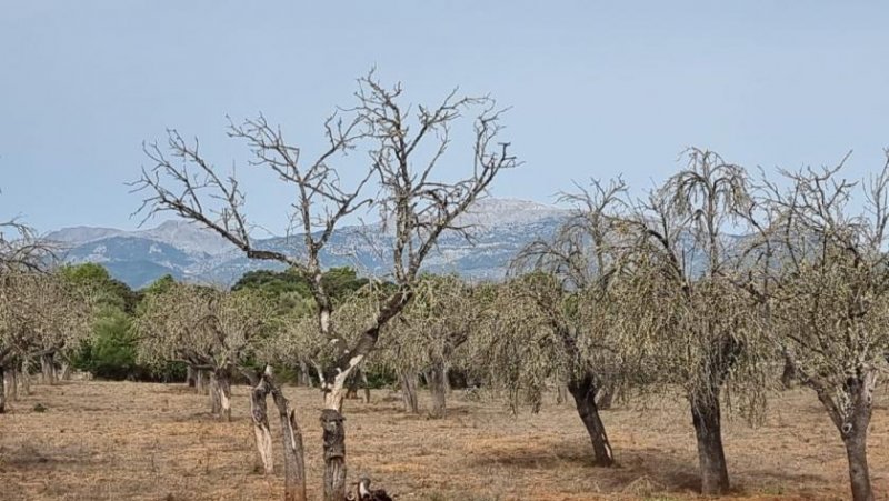 Costitx Finca-Grundstück bei Costix Grundstück kaufen