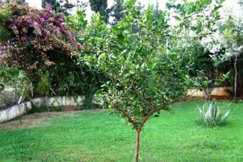 Konakli Reihenhaus in gepflegter Wohnanlage mit Pool 738 Wohnung kaufen