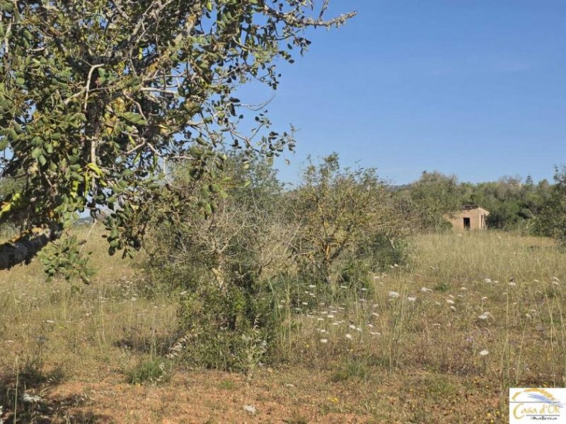 Sant Llorenç des Cardassar Exklusives Baugrundstück mit mediterraner Ruhe und Weitblick nahe Sant Llorenç des Cardassar Grundstück kaufen