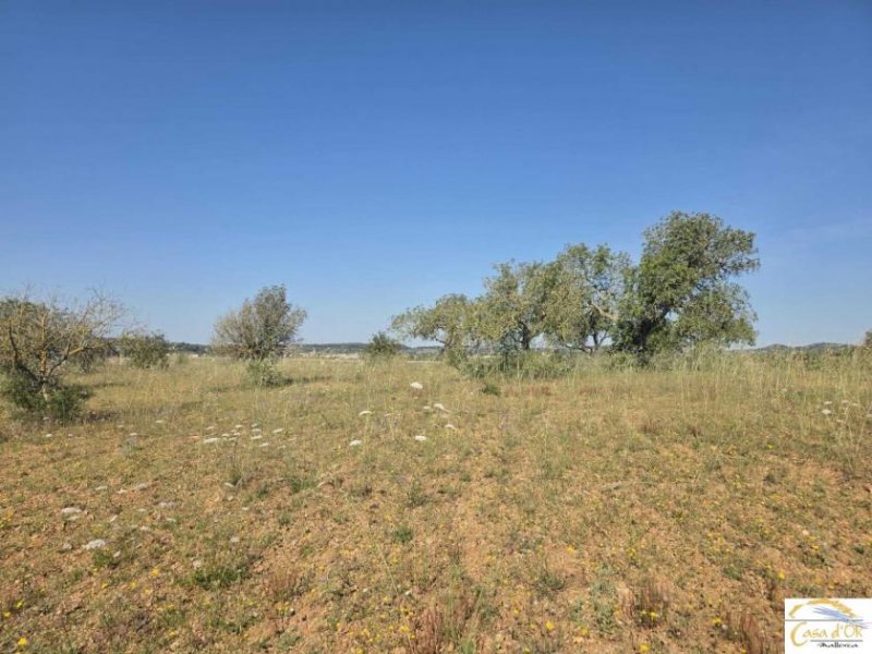 Sant Llorenç des Cardassar Exklusives Baugrundstück mit mediterraner Ruhe und Weitblick nahe Sant Llorenç des Cardassar Grundstück kaufen