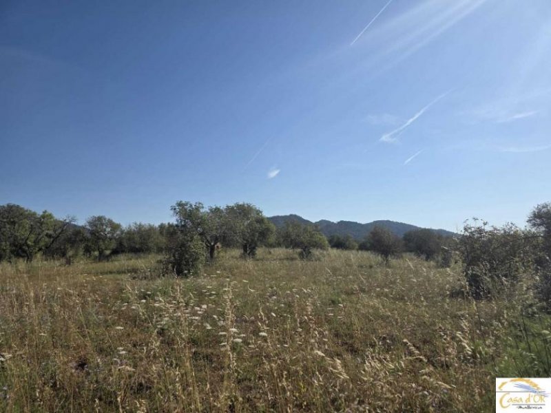 Sant Llorenç des Cardassar Exklusives Baugrundstück mit mediterraner Ruhe und Weitblick nahe Sant Llorenç des Cardassar Grundstück kaufen