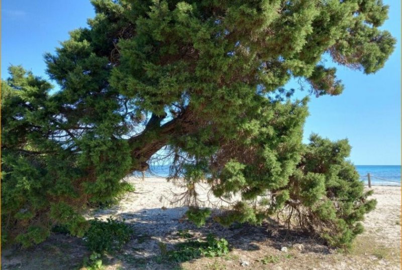 Sa Coma Verwirklichen Sie JETZT Ihren Lebenstraum Grundstück kaufen