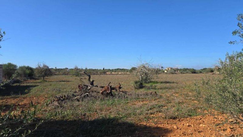 S´Illot - Cala Morlanda Baugrundstück mit genehmigtem Finca-Projekt in Sa Cruta bei Porto Cristo Haus kaufen