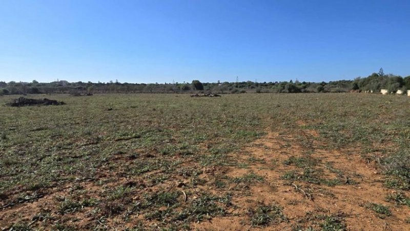 S´Illot - Cala Morlanda Baugrundstück mit genehmigtem Finca-Projekt in Sa Cruta bei Porto Cristo Haus kaufen