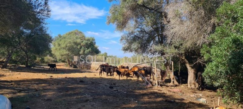 Artá Traum - Finca ! Ihr Land auf Mallorca Haus kaufen