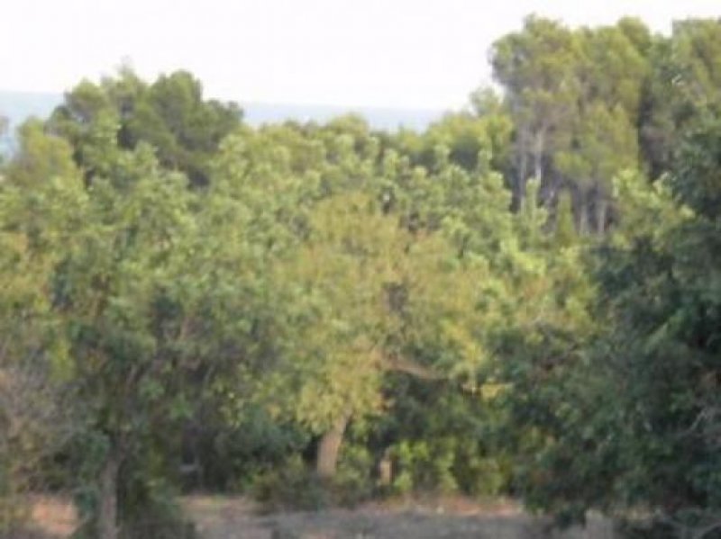 Capdepera / Cala Ratjada Traumhaftes Finca-Baugrundstück Grundstück kaufen