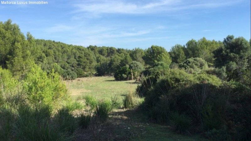 Großenstein 225 Hektar Einzigartiges Finca Grundstück in Capdepera zu verkaufen Idealfür einen Agroturismo, Luxuhotel,Pferde Ranch mit