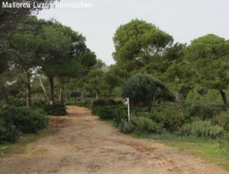 Großenstein 491 Hektar großes Anwesen am Wasser in der Gemeinde Capdepera, nördlich von Mallorca, Spanien. Gewerbe kaufen