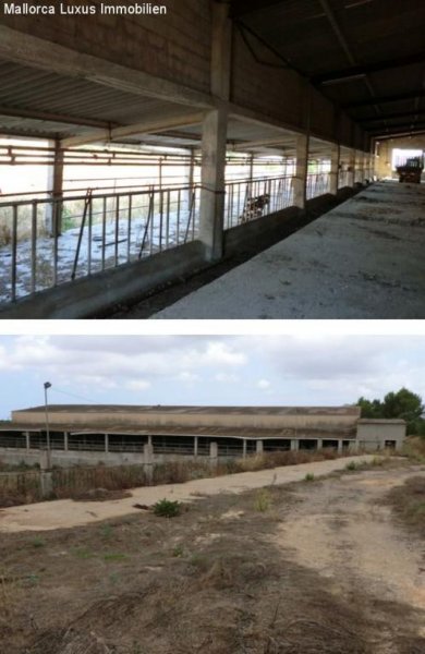 Llucmajor LLucmajor Vielfältiges Landgut mit mehreren Finca Rustica ideal fuer Agroturismo, Pferdefarm ect Grundstück kaufen