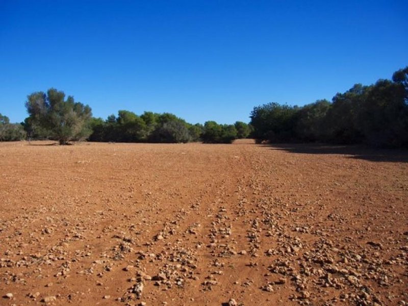 Campos Großes Anwesen nahe des Traumstrandes Es Trenc (Pferdehaltung möglich) Grundstück kaufen