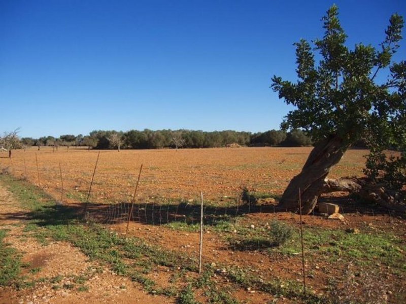 Campos Großes Anwesen nahe des Traumstrandes Es Trenc (Pferdehaltung möglich) Grundstück kaufen