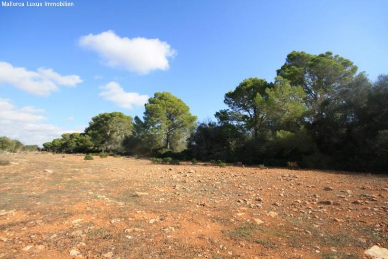 Bad Klosterlausnitz Einzigartiges Grundstück nahe Es Trenc zu verkaufen Ideal für ein Golfprojekt, Agroturismp oder Hotel Rural Grundstück