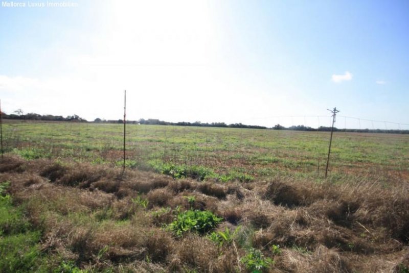 Bad Klosterlausnitz Einzigartiges Grundstück nahe Es Trenc zu verkaufen Ideal für ein Golfprojekt, Agroturismp oder Hotel Rural Grundstück