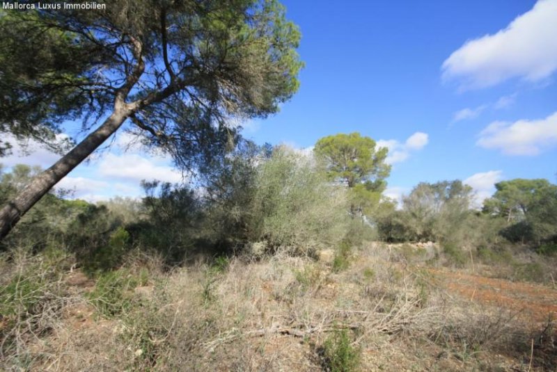 Bad Klosterlausnitz Einzigartiges Grundstück nahe Es Trenc zu verkaufen Ideal für ein Golfprojekt, Agroturismp oder Hotel Rural Grundstück