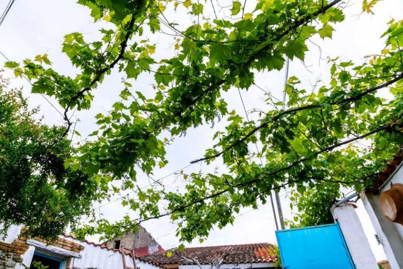 Gergei Historisches charmantes Haus in Gergei Haus kaufen