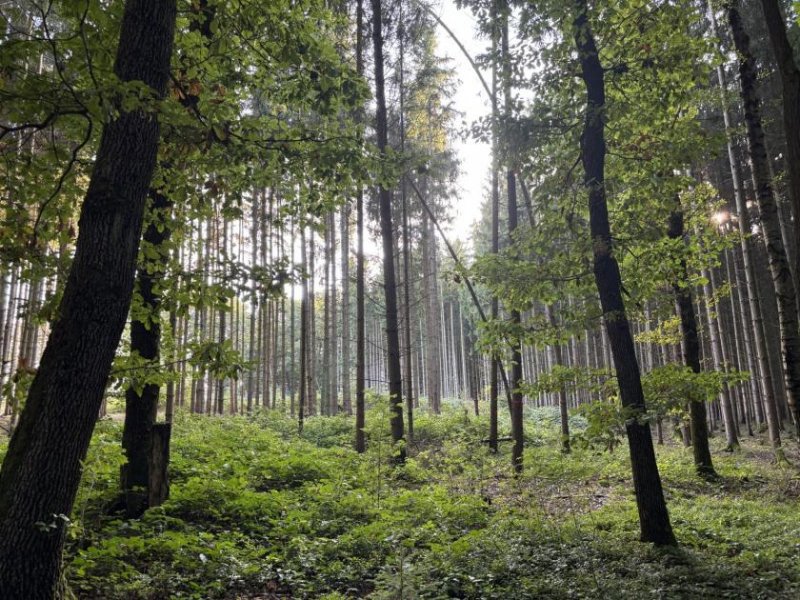 Langenbernsdorf Einzigartiges Anwesen mit Wohnhaus, Gewerbeflächen, Ferienwohnungen und großem Naturareal! Haus kaufen