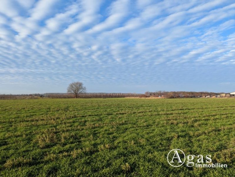 Werder (Havel) Landwirtschaftliche Nutzfläche in Plötzin Grundstück kaufen