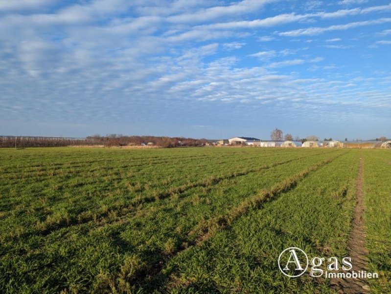 Werder (Havel) Landwirtschaftliche Nutzfläche in Plötzin Grundstück kaufen