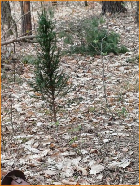 Beelitz (Landkreis Potsdam-Mittelmark) Alle Hausarten auf KLASSE Bauland möglich Grundstück kaufen