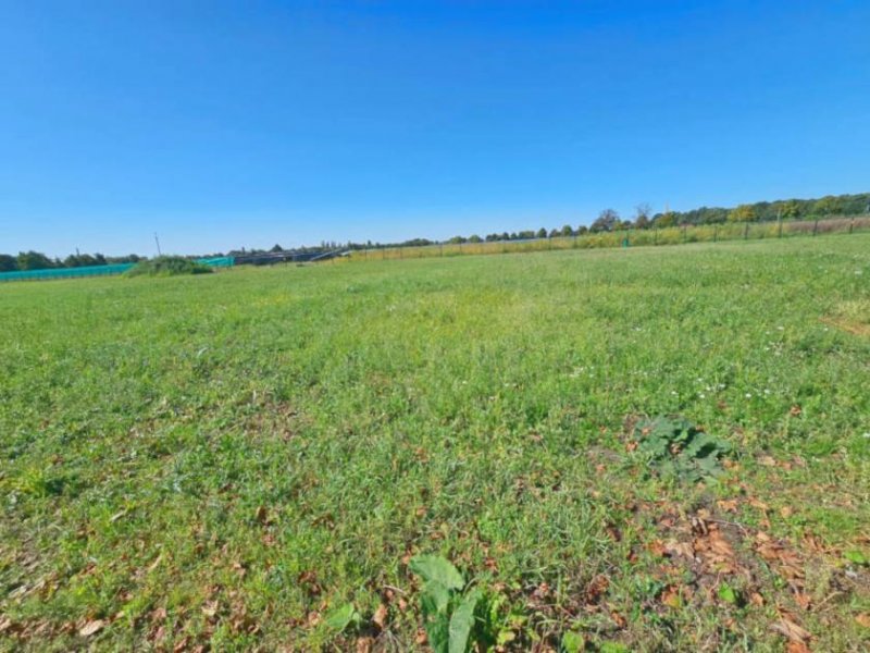 Küstriner Vorland Prov.-frei: Baugrundstück Grundstück kaufen