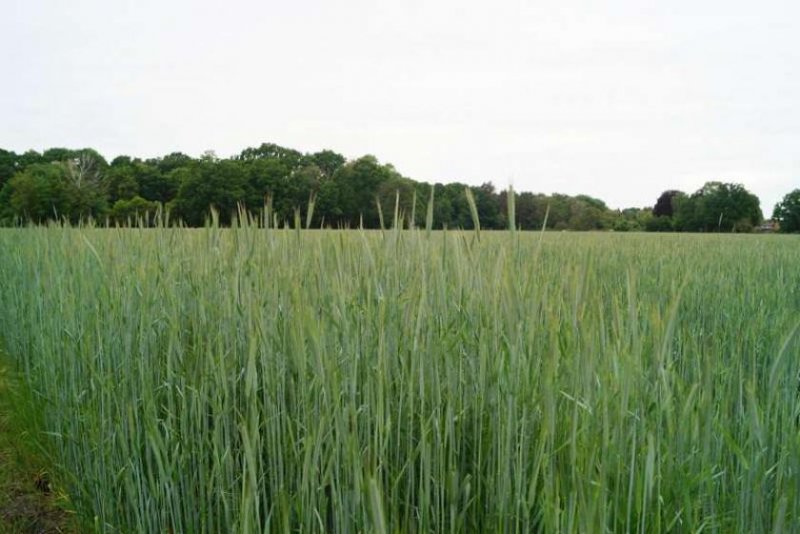 Christinendorf Grundstück in Dabendorf mit Blick auf Feld und Naturschutzgebiet Grundstück kaufen