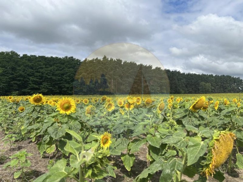 Schwielochsee Ferienhaus in Goyatz in bester Lage auf Eigentumsland. Haus kaufen