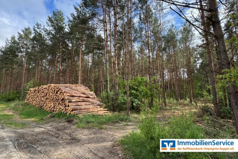 Dreetz (Landkreis Ostprignitz-Ruppin) Wohnen, wo der Wald beginnt – charmantes Reihenendhaus mit Garten Haus kaufen