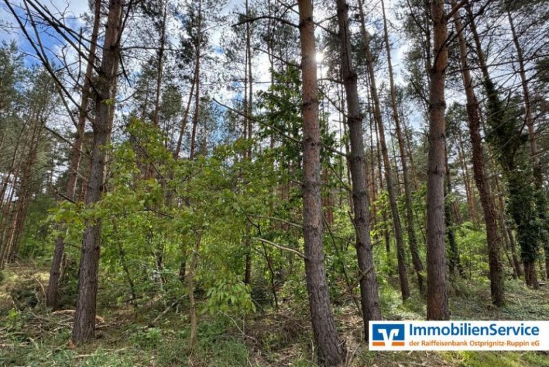Dreetz (Landkreis Ostprignitz-Ruppin) Wohnen, wo der Wald beginnt – charmantes Reihenendhaus mit Garten Haus kaufen