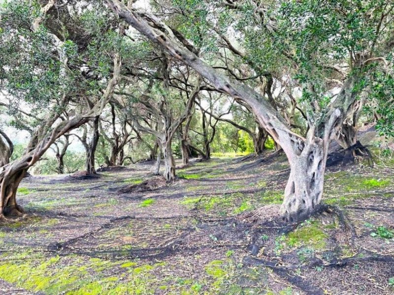 Privlaka Ein neues Projekt mit luxuriösen Wohnungen - erste Reihe zum Meer Wohnung kaufen