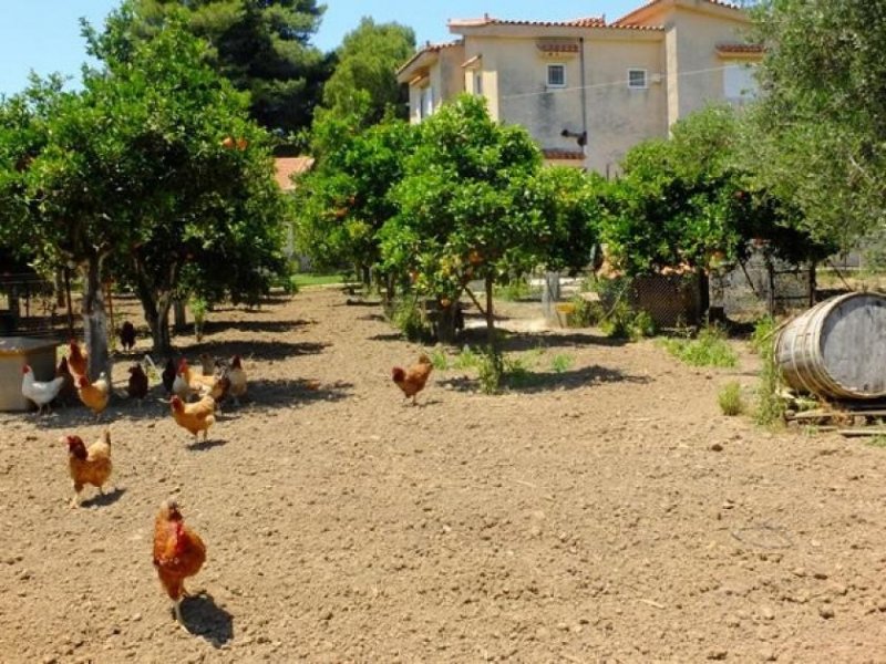 Kyparissia Ein Paradies für Aussteiger: Wohnhaus direkt am Meer bei Kyparissia auf dem West-Peloponnes Haus kaufen