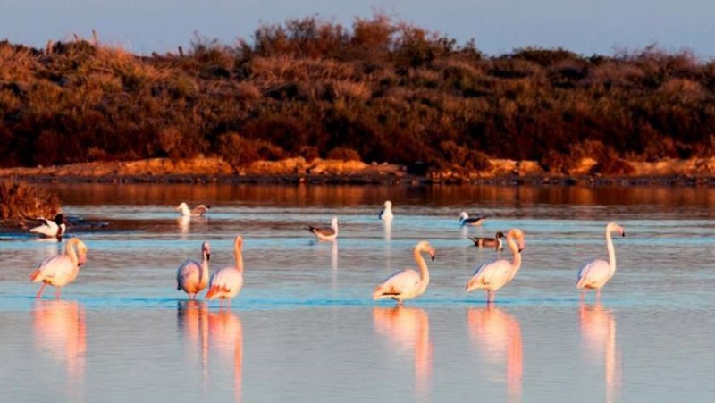 San Pedro del Pinatar Strandapartment 50 Meter vom Strand entfernt mit Flamingos Wohnung kaufen