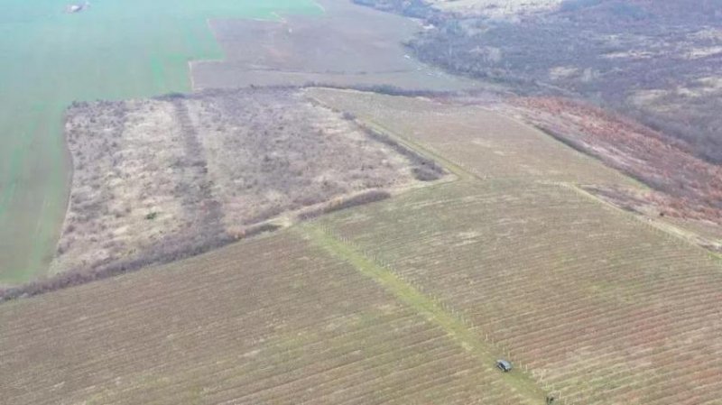 Sat Dud Weingut in Arad mit 115 ha zu verkaufen - 13136 Gewerbe kaufen