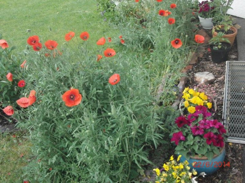 Gladenbach ++ KRAG Immobilien ++ Gartenparadies mit viel Grün – Haus für Tierliebhaber und Naturfreunde ++ Haus kaufen
