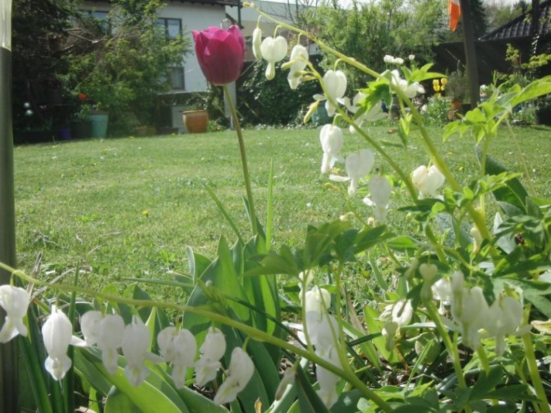 Gladenbach ++ KRAG Immobilien ++ Gartenparadies mit viel Grün – Haus für Tierliebhaber und Naturfreunde ++ Haus kaufen