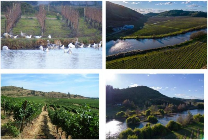 Yerbas Buenas Traumhaftes Weingut mit 343 ha in Maule, Chile Gewerbe kaufen