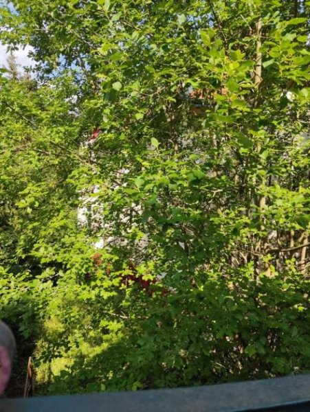 Bad Sachsa Herliche Jugendstil Villa / denkmalgeschützt in zentraler Lage zu verkaufen Haus kaufen