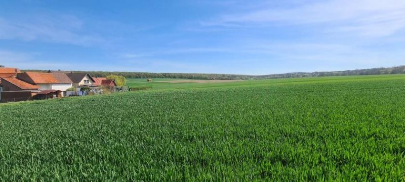 Hahausen Ehemaliger Bauernhof, Hofstelle mit Wohnhaus, Scheune und großem Grundstück Haus kaufen
